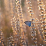 Hello World Featured Image